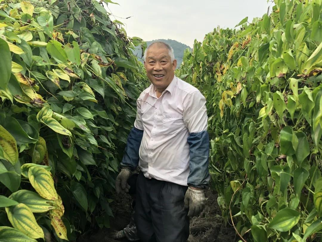 康來福農產品新品推薦：紫玉參薯