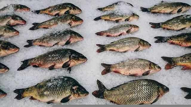 冷凍魚(yú)